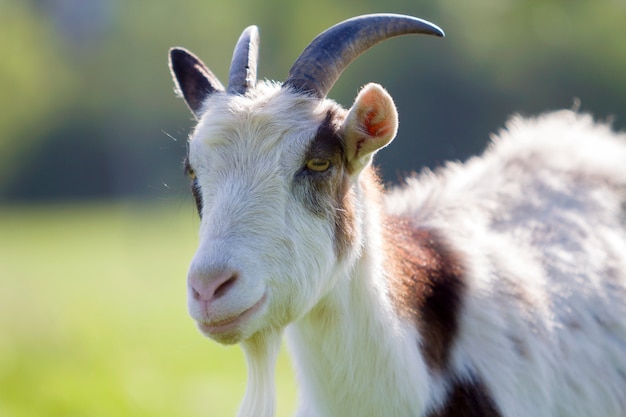 Ritratto del primo piano della capra irsuta domestica chiazzata bianca e marrone con i corni ripidi lunghi, gli occhi gialli e la barba bianca su bokeh giallo e blu vago. allevamento del concetto di animali utili.