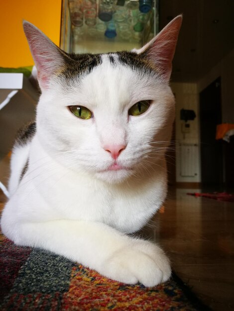 Close-up portrait of white cat