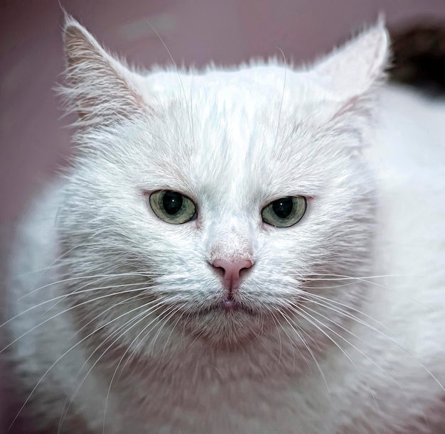 Photo close-up portrait of white cat