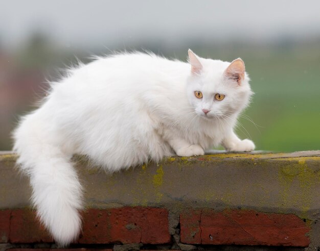 Close-up portrait of white cat