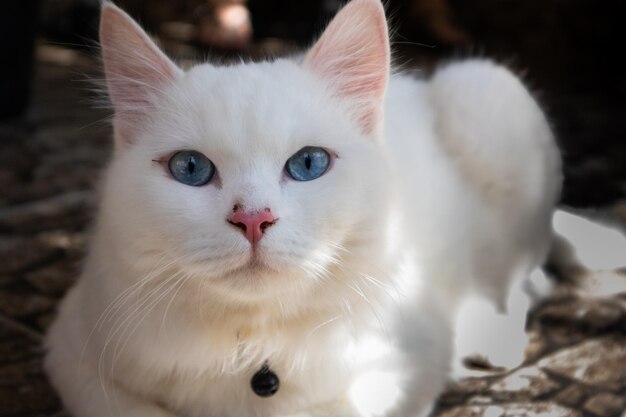 Close-up portrait of white cat