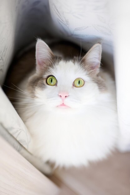 Close-up portrait of white cat