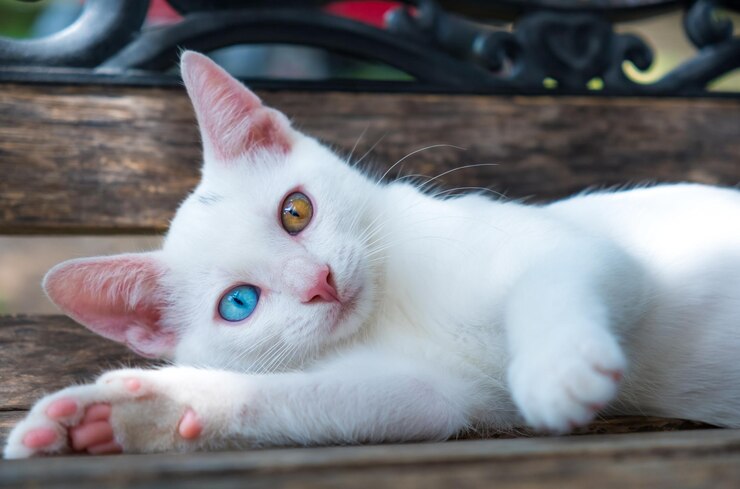 Photo close-up portrait of white cat