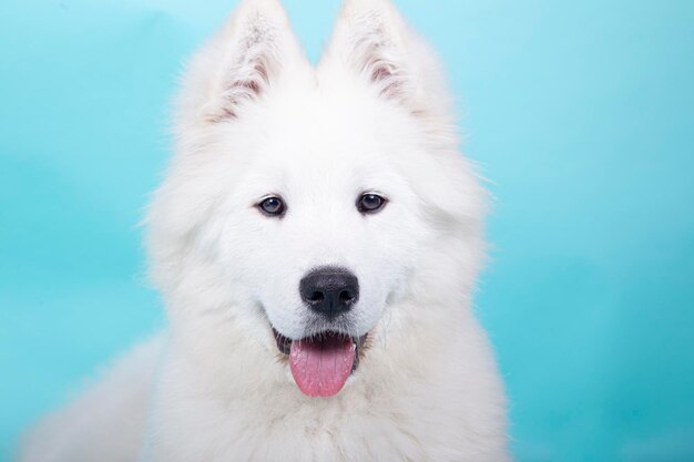 Close-up portrait of white dog