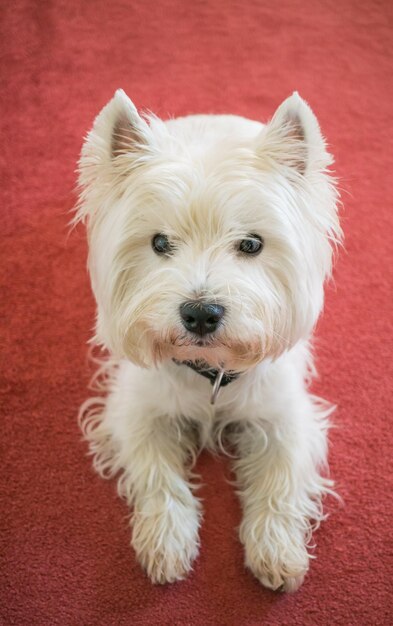 Close-up portrait of white dog