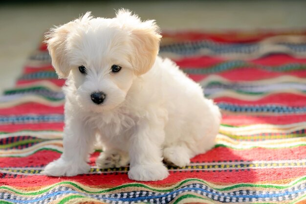 白い犬のクローズアップポートレート