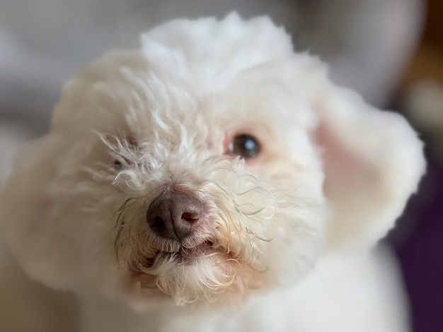 Foto ritratto da vicino di un cane bianco