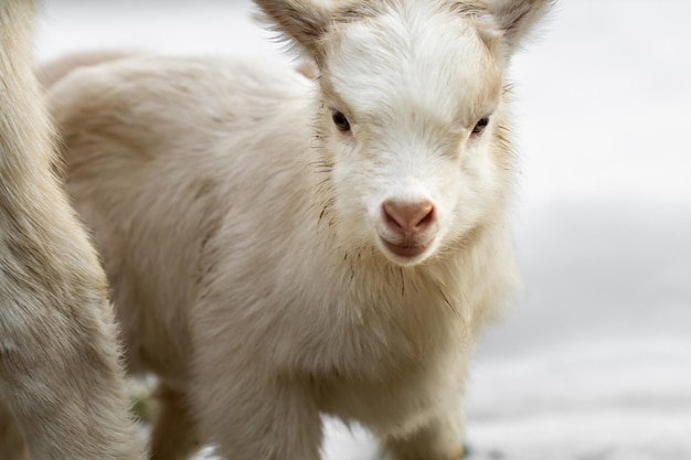 Close-up portrait of white dog