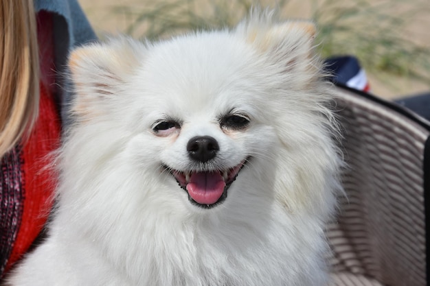 close-up portrait of white dog
