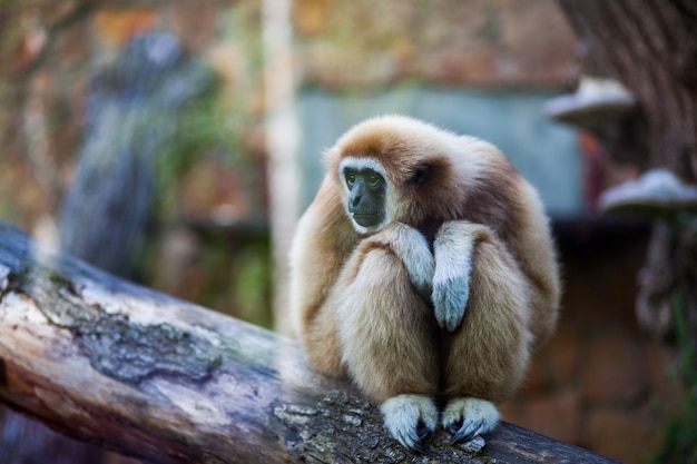 Close-up portrait of white handed Gibbon or Lar Gibbon monkey sitting on a branch at zoo