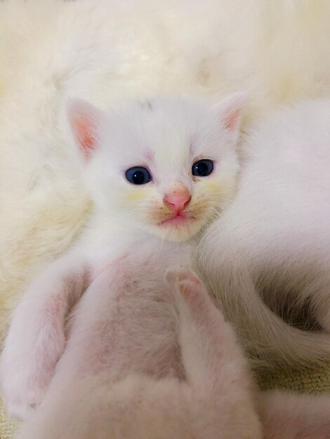 Photo close-up portrait of white kitten