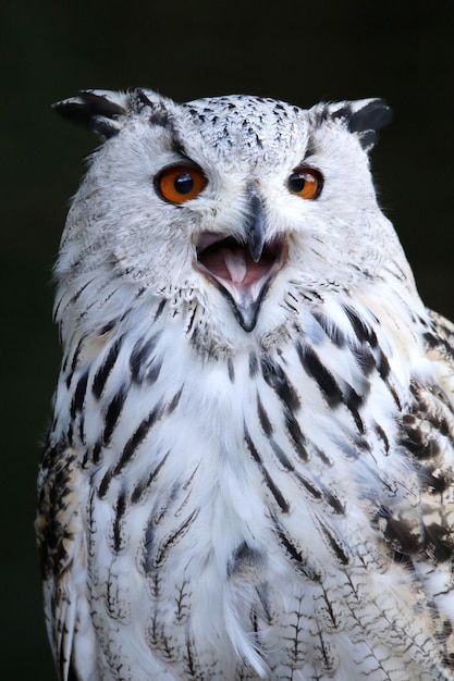 close-up portrait of white owl calling