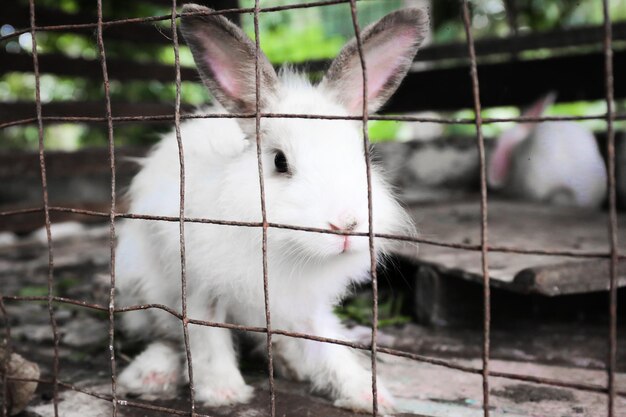 Photo close-up portrait of white rabbit in cage