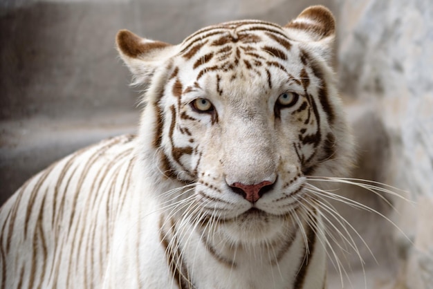 動物園の白い虎のクローズアップ肖像画