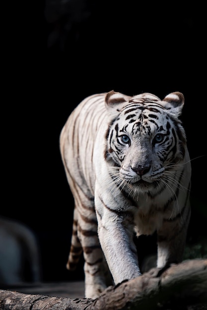 Foto ritratto da vicino di una tigre bianca