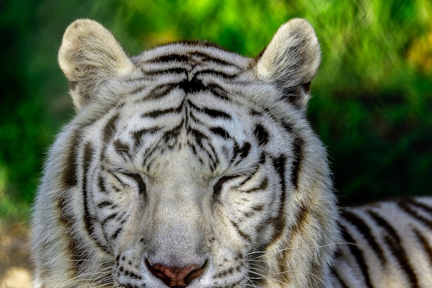 Photo close-up portrait of white tiger