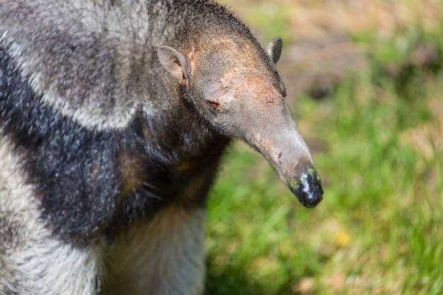 Close up portrait of wild anteater