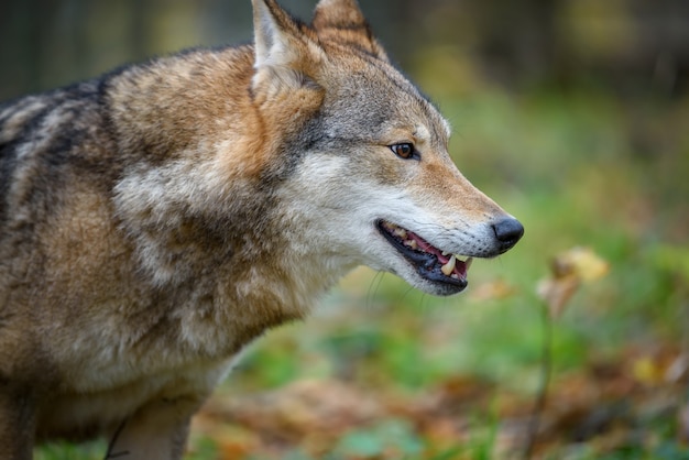 Close up portrait wolf in autumn forest background