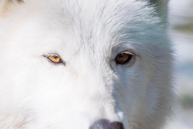 close-up portrait of wolf