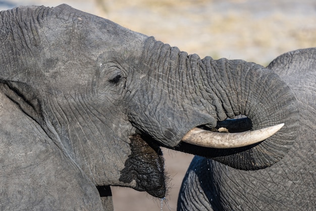 Close up and portrait of a young African Elephant drinking from waterhole. Wildlife Safari in the Chobe National Park, travel destination in Botswana, Africa.