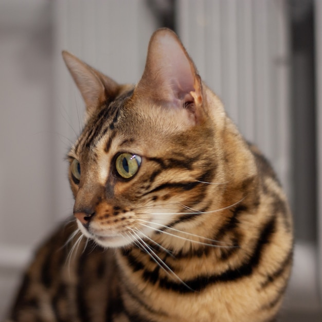 Close up portrait of young bengal cat in side view