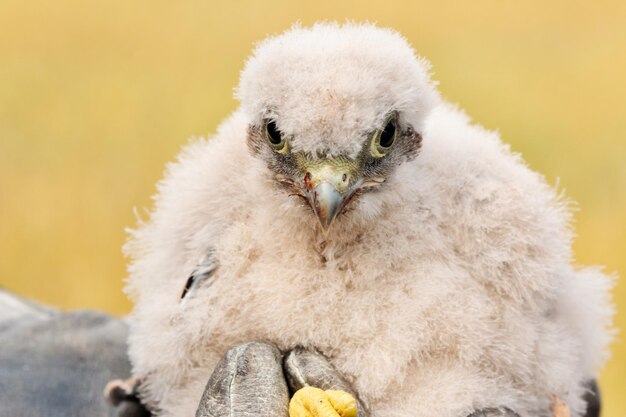 Photo close-up portrait of young bird