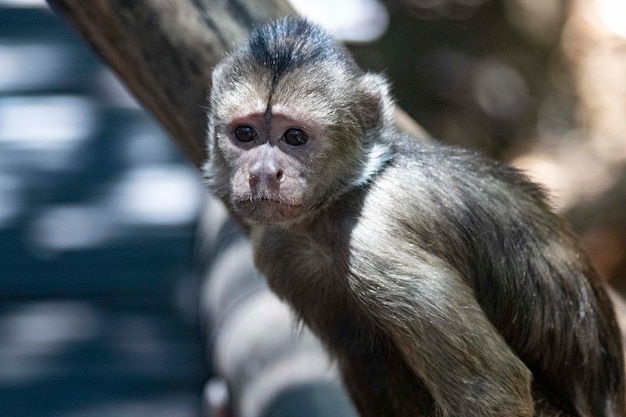 Close-up portrait of young monkey