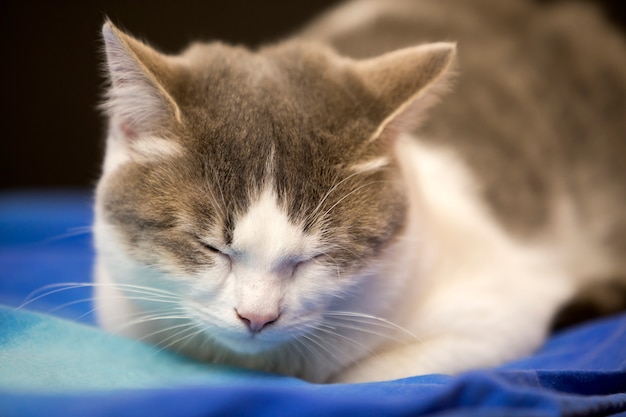 Close-up portrait of young nice small cute white and gray domestic cat kitten with dreamy expression on blurred black and blue walld. Keeping animal pet at home wildlife concept.