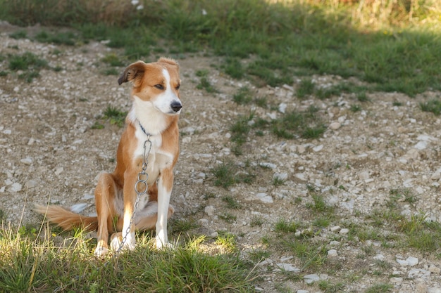 Close up portrait of young reddish brown and white mongrel dog looking up sitting on grey pavement on a sunny summer day. Blurry background.