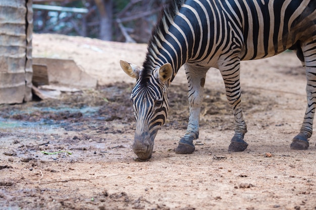 Close-up portrait of  zebra