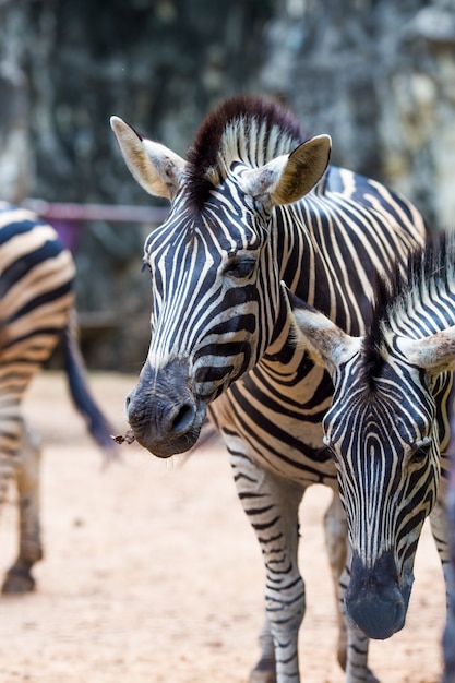 Close-up portrait of  zebra