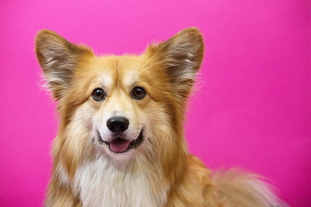 Close-up portret corgi pluizige hond op een roze achtergrond.