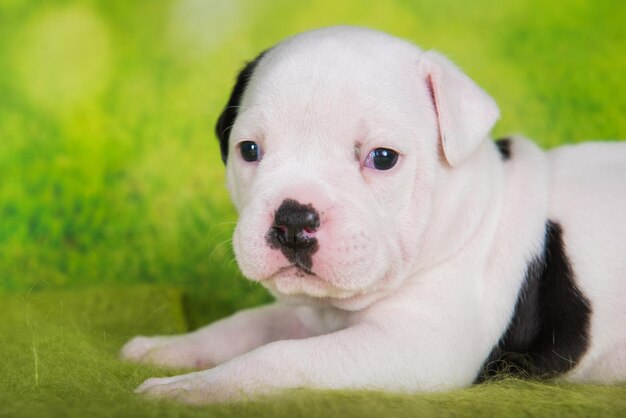 Close-up portret van American Bullies puppy op groene achtergrond