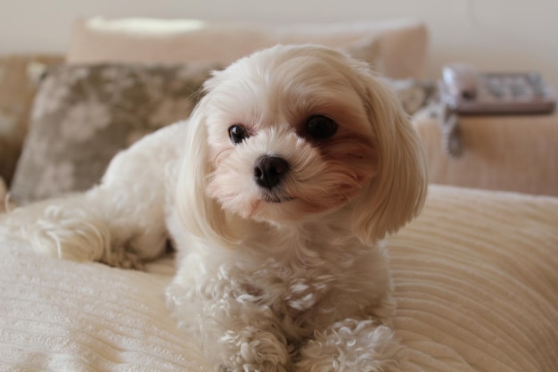 Close-up portret van bichon maltes hond op bed