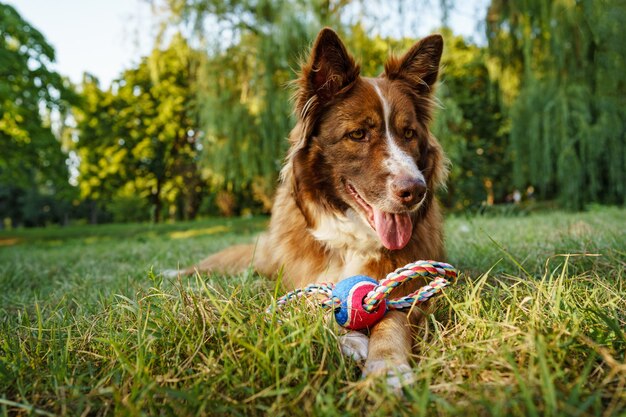 Close-up portret van border collie hond in park