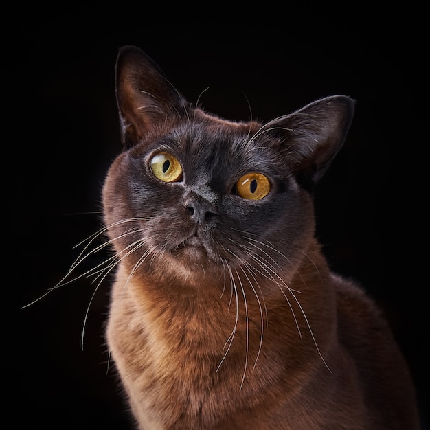 Close-up portret van bruine Birmaanse kat met gele ogen op zwart.
