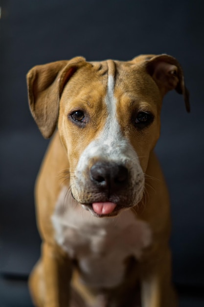 Close-up portret van bruine hond