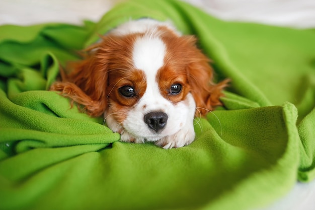 Foto close-up portret van cavalier king charles spaniel puppy ligt onder de oranje deken