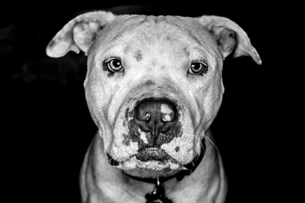 Close-up portret van de Amerikaanse Staffordshire terrier op een zwarte achtergrond