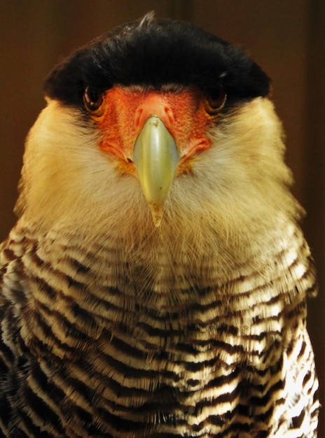 Foto close-up portret van de crested caracara