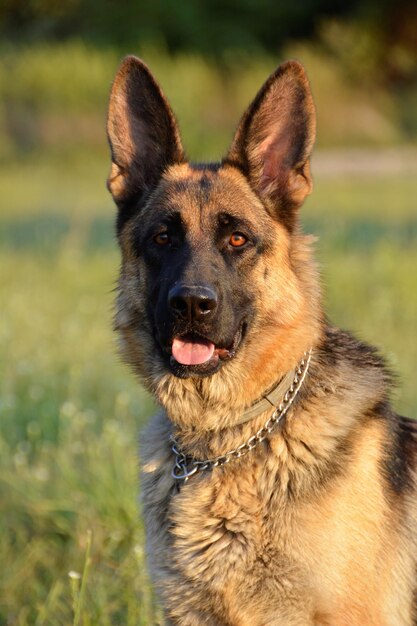 Foto close-up portret van de duitse herder.