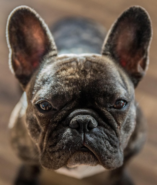 Close-up portret van de Franse bulldog thuis