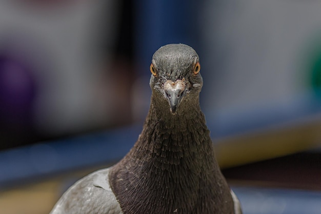 Close-up portret van de rotsduif Columba livia