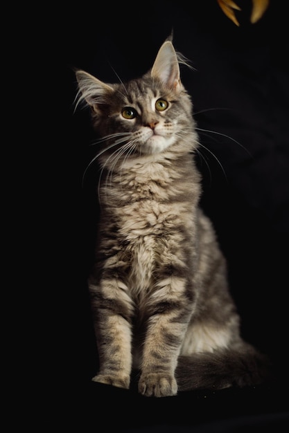 Close-up portret van de schattige Maine Coon kat Staren op geïsoleerd op zwarte achtergrond Voorgrond