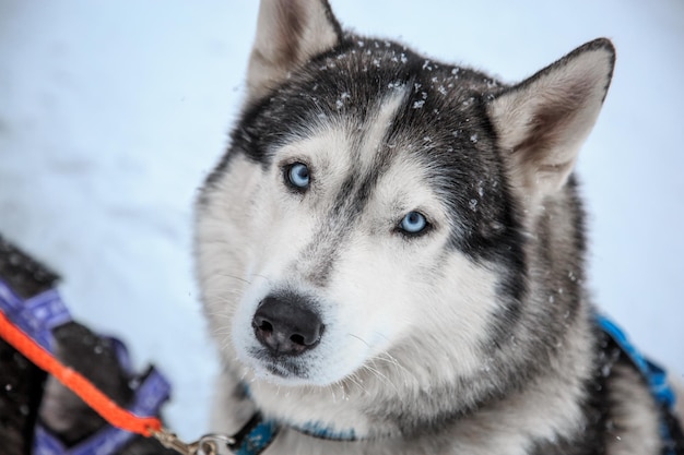 Close-up portret van de Siberische Husky