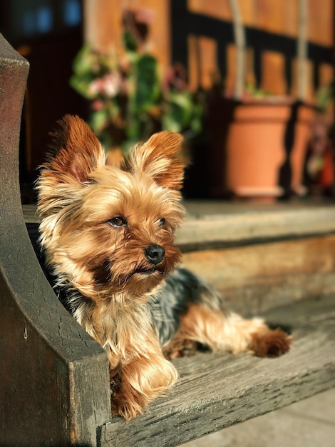 Close-up portret van de Yorkshire terrier