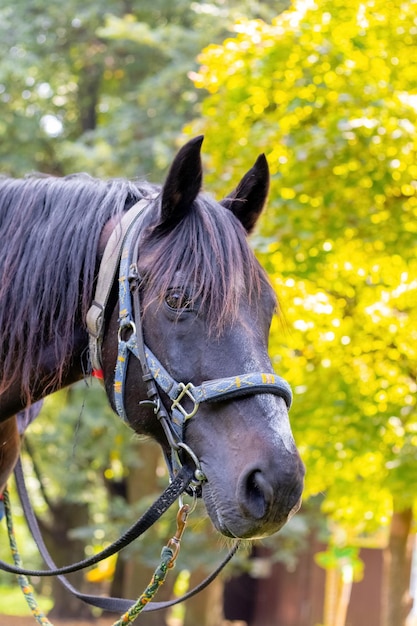 Close-up portret van donkerbruin paard in harnas in de natuur