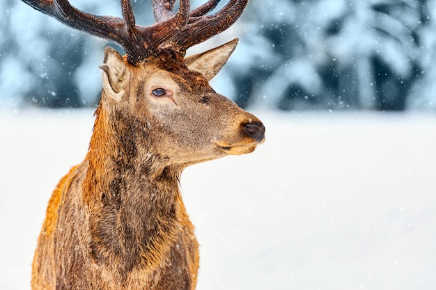 Close-up portret van edele herten tegen winter forest met sneeuw in rovaniemi, lapland, finland. kerst winter afbeelding.