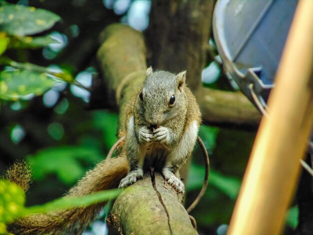 Close-up portret van eekhoorn op boom