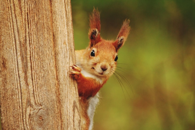 Close-up portret van eekhoorn op boomstam